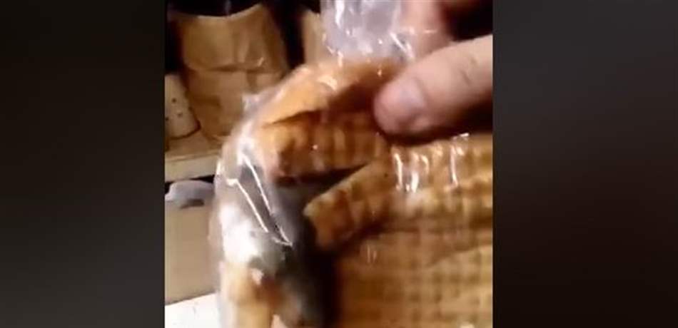مشهد مقزّز.. العثور على فأرٍ داخل كيس خبزٍ! (فيديو) 