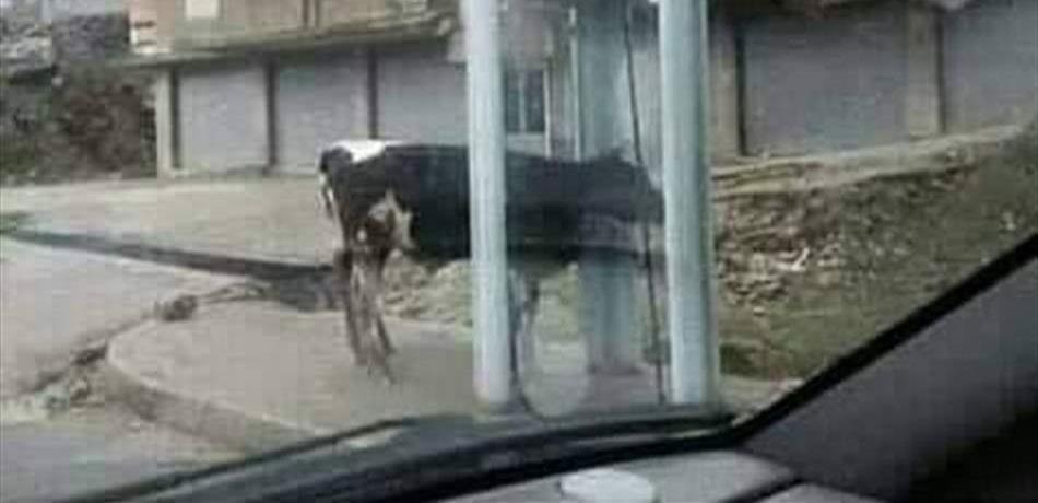 الحيوانات الشاردة عادت لتغزو شوارع طرابلس! (صور) 