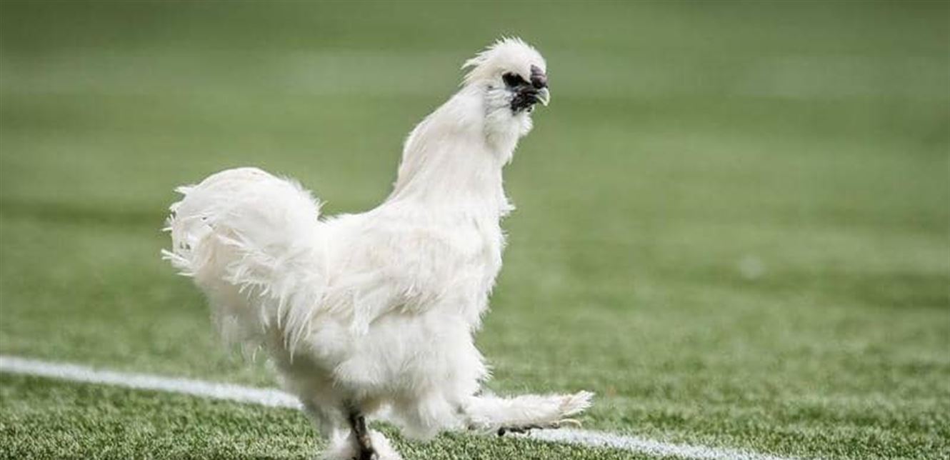 شكوى ضد لاعب كرة قدم.. والسبب "دجاجة"