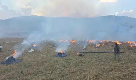 الجيش يتلف 60 طناً من حشيشة الكيف ويوقف مطلوباً في بريتال