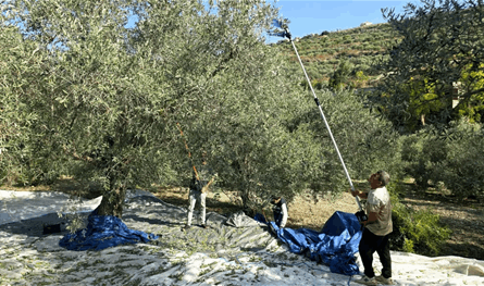 بيان إرشادي من وزارة الزراعة بشأن الممارسات الجيدة لقطاف الزيتون 